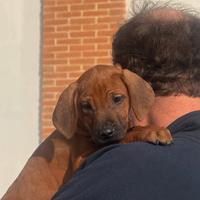 Cuccioli di razza Rhodesian Ridgeback