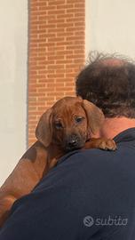 Cuccioli di razza Rhodesian Ridgeback
