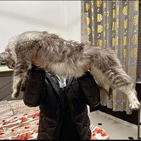 Maine Coon giganti