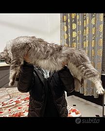 Maine Coon giganti