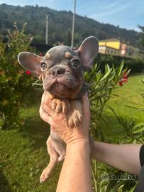 Maschio di bulldog francese