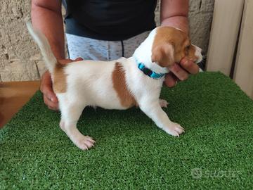 Cuccioli di Jack Russell Terrier 