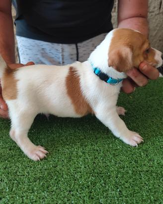 Cuccioli di Jack Russell Terrier 