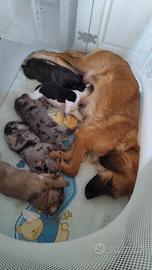 Incrocio di bulldog francese