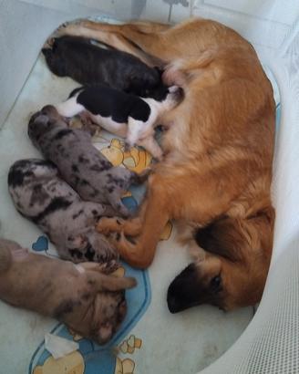 Incrocio di bulldog francese