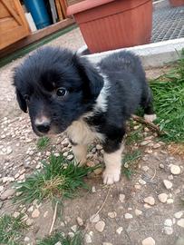 Cucciolo Border Collie femmina