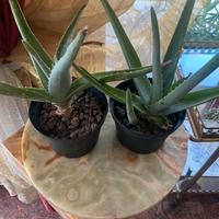 Pianta  una di aloe vera