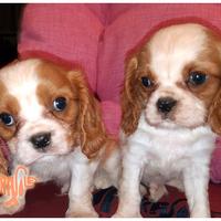 Cuccioli di CAVALIER KING CHARLES