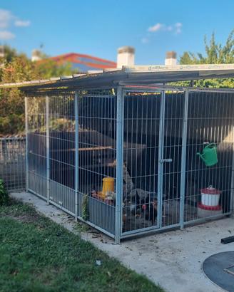 Box per cani 