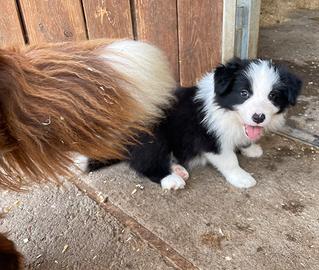 Border collie con pedigree