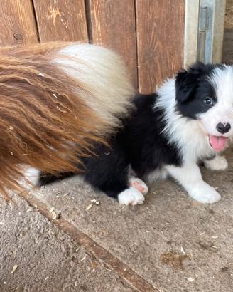 Border collie con pedigree
