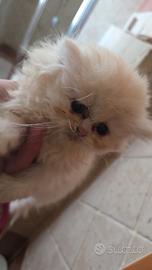 Gattino persiano rosso