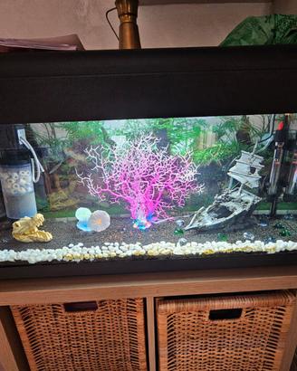Acquario 