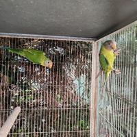 Coppia testa di prugna 2025 sessati