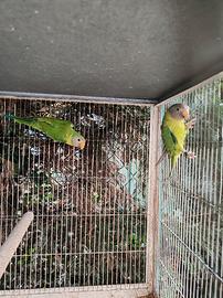 Coppia testa di prugna 2025 sessati