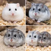 Criceti russi nani - cuccioli sani e docili