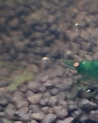 Neocaridine Green Jade OE (Green demon)