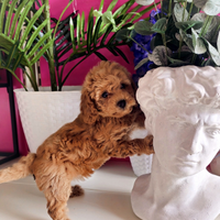 Cuccioli di taglia molto piccola FINO A 24 RATE