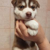 Cuccioli husky siberiano occhiali blu