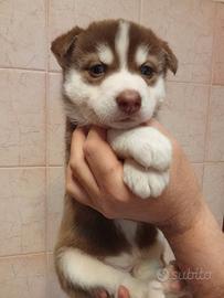Cuccioli husky siberiano occhiali blu