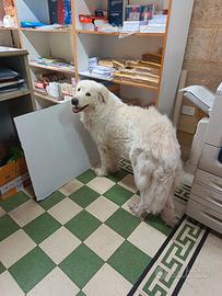 Pastore abruzzese