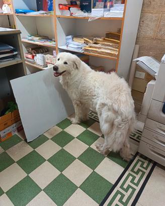 Pastore abruzzese