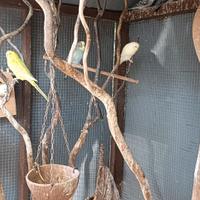 Cocorite maschio e femmine