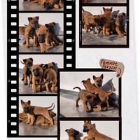 Cucciolata Pastore Belga Malinois Salerno Napoli