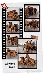 Cucciolata Pastore Belga Malinois Salerno Napoli