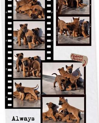 Cucciolata Pastore Belga Malinois Salerno Napoli