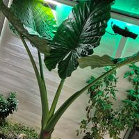 Alocasia orecchia di elefante 