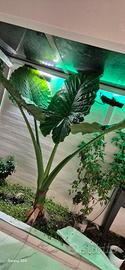 Alocasia orecchia di elefante 
