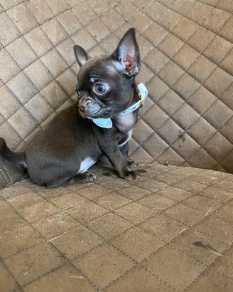 CHIHUAHUA cuccioli con Pedigree