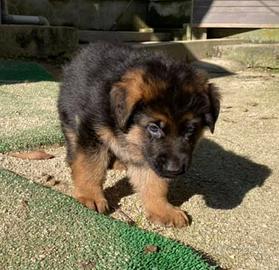 cuccioli di pastore tedesco
