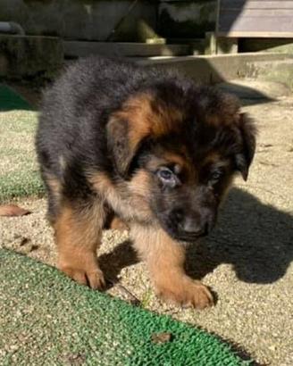 cuccioli di pastore tedesco