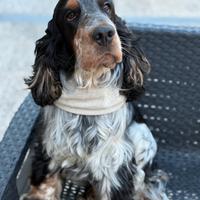 Cockerino vuole cockerina