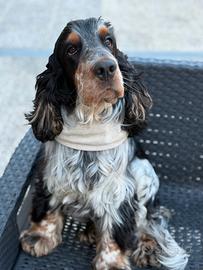 Cockerino vuole cockerina