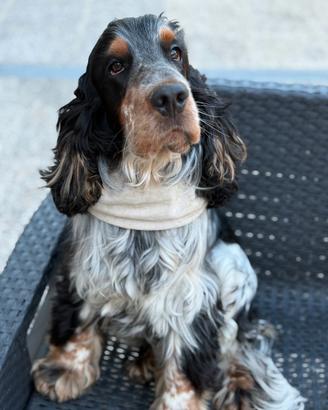 Cockerino vuole cockerina