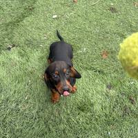 Bassottina Arlecchino Silver