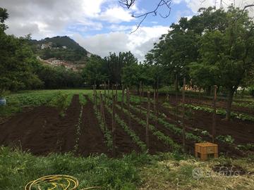 Terreno agricolo