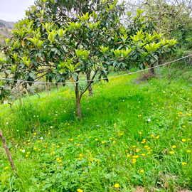 Terreno agricolo sant olcese