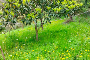 Terreno agricolo sant olcese