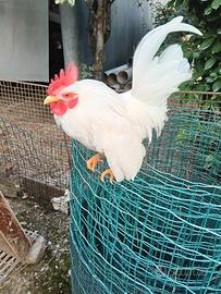 Gallina serama malese