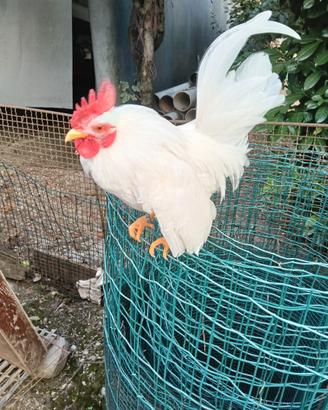 Gallina serama malese