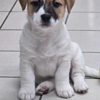 Cucciolo di Jack Russell Terrier