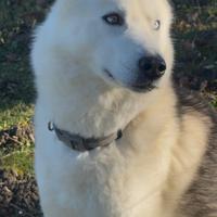 Husky per accoppiamento