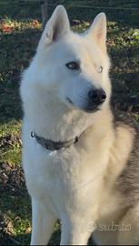 Husky per accoppiamento