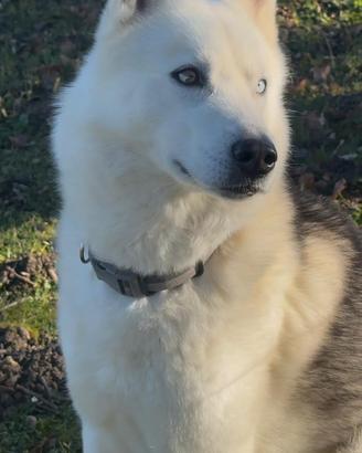 Husky per accoppiamento