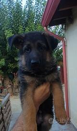Cuccioli di pastore tedesco