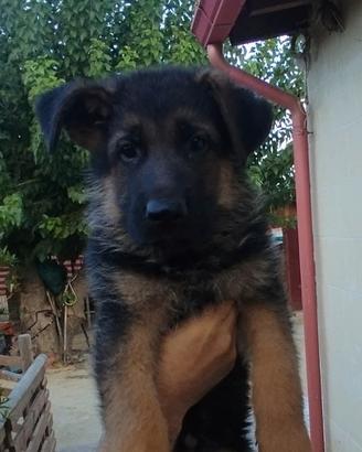 Cuccioli di pastore tedesco